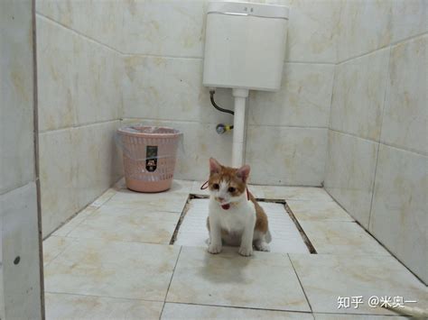 如何教会自家的猫咪学会蹲坑上厕所？ - 知乎