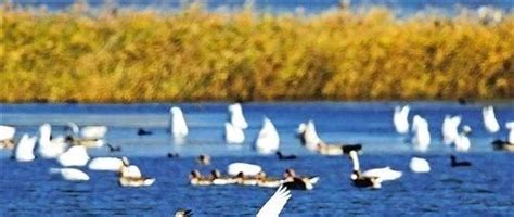 202111天津北大港水库湿地自然保护区-中关村在线摄影论坛