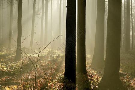 在迷雾中穿过神秘黑暗的古老森林。阳光森林生态林高清摄影大图-千库网