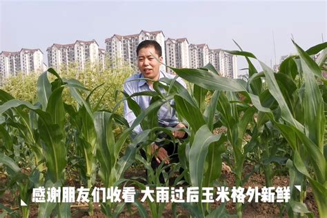 湖南澧县：抢收玉米-人民图片网