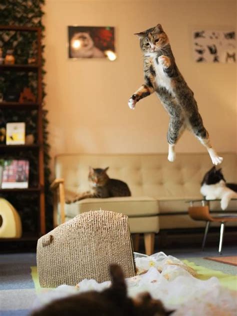 猫从高处跳下，结果你猜怎么着？