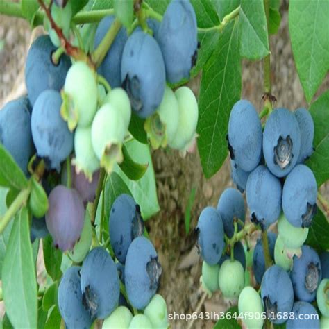 蓝莓苗种植的几种方法-丹东陈老师苗木养植有限公司