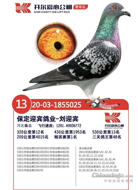 开尔国际赛鸽爱心公棚（青年队）-中国信鸽信息网各地公棚