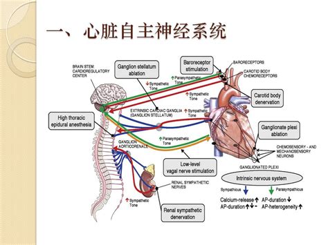 心脏自主神经系统与房颤---从解剖到临床 -- 严道医声网