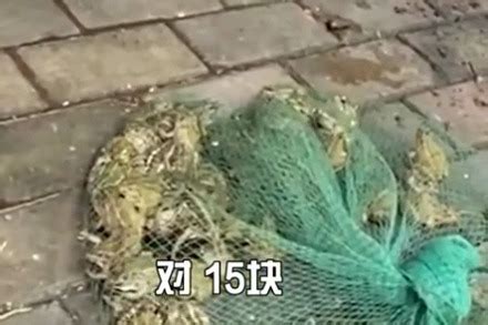 好了伤疤忘了疼？武汉市场公然卖野生青蛙_凤凰网视频_凤凰网