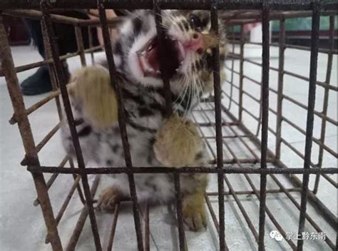 凯里三棵树村民路边捡了一只猫，没想到……竟然是国家保护动物 - 黔东南县市新闻-凯里 - 黔东南信息港