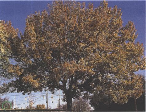 麻栎-园林彩色植物-图片