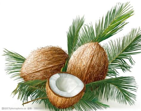 除了独树一帜的椰树牌椰汁包装设计，还有哪些椰子素材？