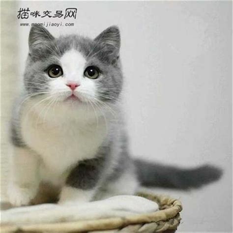 预售蓝白双色英短八字脸英短蓝猫 英国短毛猫 纯种宠物猫活体