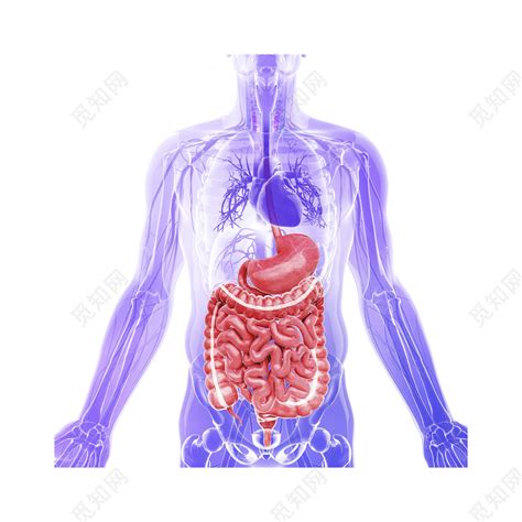 人体内脏系统素材图片免费下载-千库网