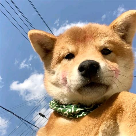 二狗子图片