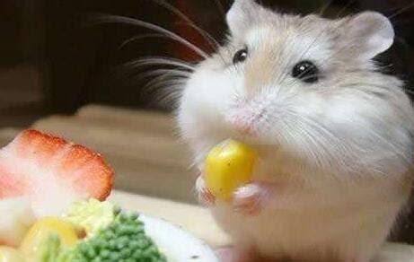 仓鼠吃什么，不能吃什么食物-农百科