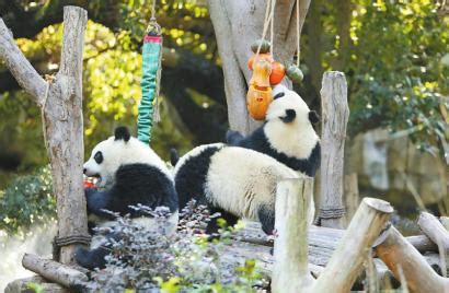全球圈养大熊猫数量达到600只 可持续发展的圈养种群已基本形成--四川频道--人民网