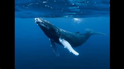 海洋里鲸的长叫声的声音音效声音音效素材-千库网