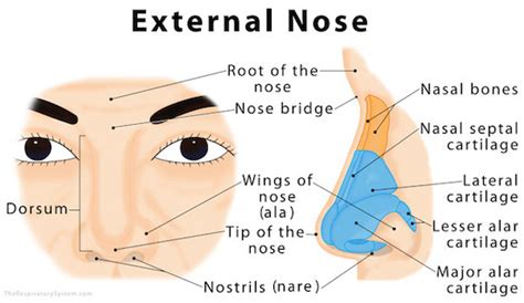 第824期：鼻子的秘密 - what your nose tells about you - 佛老扯英文