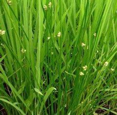 植物图片-有根的小草植物素材-高清图片-摄影照片-寻图免费打包下载
