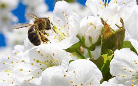 蜜蜂的寿命一般有多长、蜜蜂能活多久 - 神农千馐