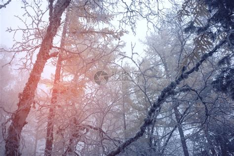 迷雾森林中美妙的清晨西伯利亚山脉高清图片下载-正版图片507317322-摄图网