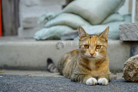 性感小野猫图片