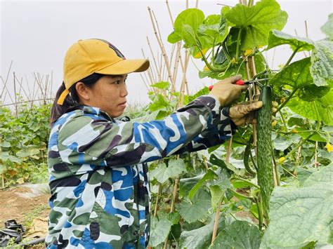 安徽岳西：培育优质瓜蒌苗 促进农业经济高质量效发展-人民图片网