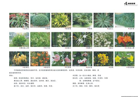 植物手册-屋顶花园植物种类手册以及介绍_xzj829475-站酷ZCOOL