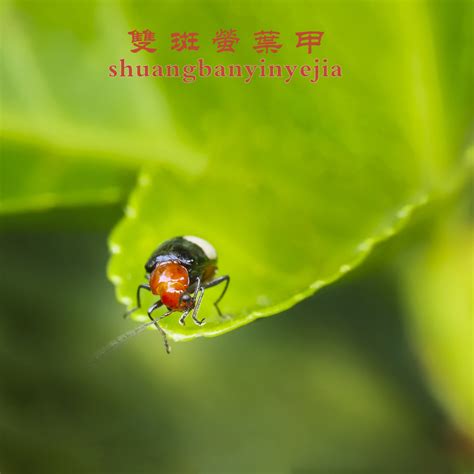 【双斑萤叶甲幼虫（体长4毫米）摄影图片】生态摄影_Y650513的博客_太平洋电脑网摄影部落