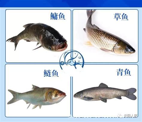 四大家鱼是哪几种-农百科