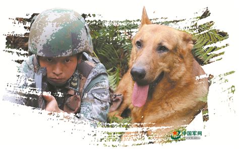 犬王：军犬为报国仇家恨，单挑一队日军，让他们成为太监闻犬色变