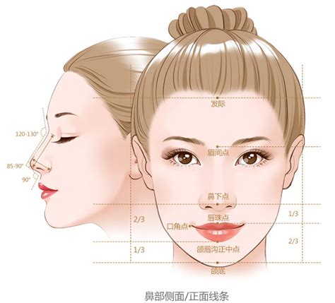 脸的部位图解图片