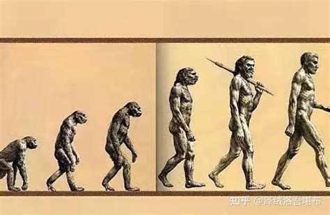 简明人类进化史 - 知乎