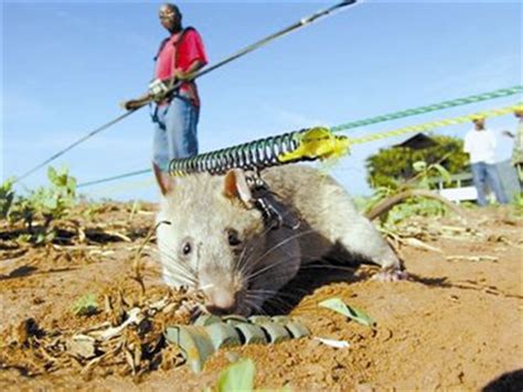科学网—鼠类，自然界中举足轻重的群体 - 王德华的博文