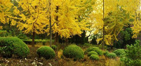 秋色的黄金大道-贵州旅游在线