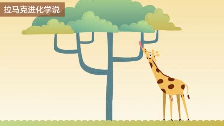根据达尔文的自然选择学说.长颈鹿的长颈和高前肢的形成是( )A．由于经常使用而逐渐积累的结果B．自然选择的结果C．为了吃到高处的食物D．由 ...