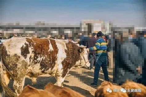 实拍：广西牛市交易现场，12880元从农户收来的牛，看转手赚多少！_凤凰网视频_凤凰网