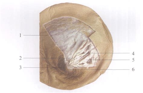 图4-4 女性乳房的结构 (示输乳管)-妇产科临床解剖学-医学