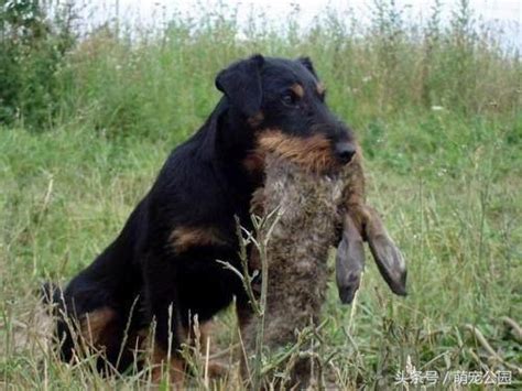 世界十大名犬排行榜（吉娃娃上榜第一名来自俄罗斯） - 胖萌舍宠物网