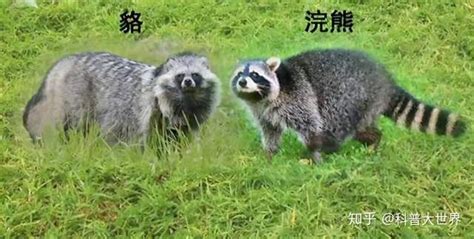 “一丘之貉”现身杭州，看上去和浣熊傻傻分不清，还会爬树和游泳|浣熊|黄鼠狼|杭州_新浪新闻