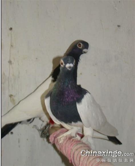 【图】观赏鸽品种有哪些?观赏鸽品养殖技术 - 装修保障网