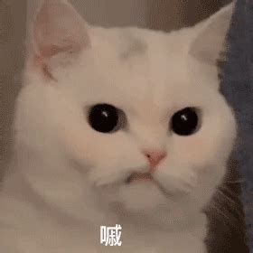 猫猫 表情包 动图 可爱 gif - 堆糖，美图壁纸兴趣社区