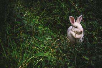 兔子的英文是怎么写-百度经验
