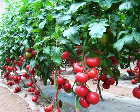 【走向我们的小康生活】小番茄做成大产业|中安在线阜阳频道