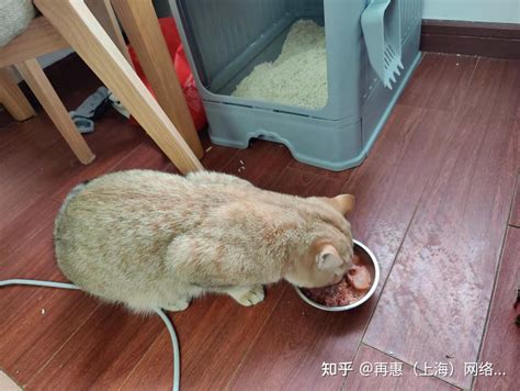 喂小猫高清图片下载_红动中国