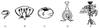 种子在萌发的过程中，发育成茎和叶的是( ) A.胚芽 B.胚根 C.胚轴 D.子叶——青夏教育精英家教网——