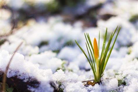 植物与在融化中的积雪摄影高清jpg格式图片下载_熊猫办公