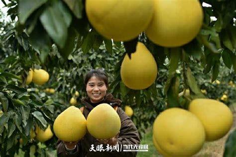 贵州松桃：蜜柚丰收 果农增收_助农增收_行业资讯_资讯_中国农业科技推广网