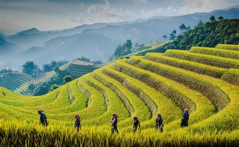 Mu Cang Chai Rice Terrace - when is the best time to visit? - ZONITRIP ...