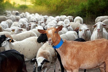 带羊羊和山羊群的绿草地高清图片下载-正版图片321135648-摄图网