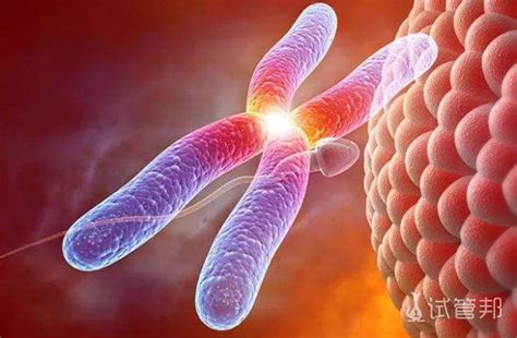 【染色体核型分析】【图】怎样进行染色体核型分析 三项分析技术告诉你(2)_伊秀健康|yxlady.com