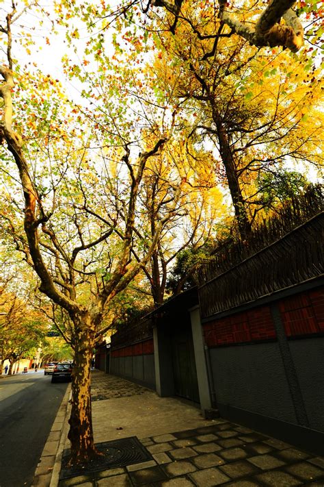 【秋天的上海街景摄影图片】上海武康路风光摄影_非常明_太平洋电脑网摄影部落