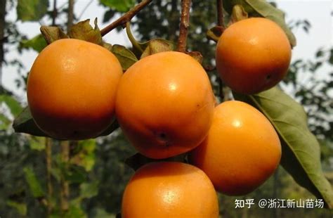 秋末的柿树 - 南台 - 富士（中国）极致影像- FUJIFILM